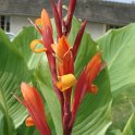 Canna indica fleur